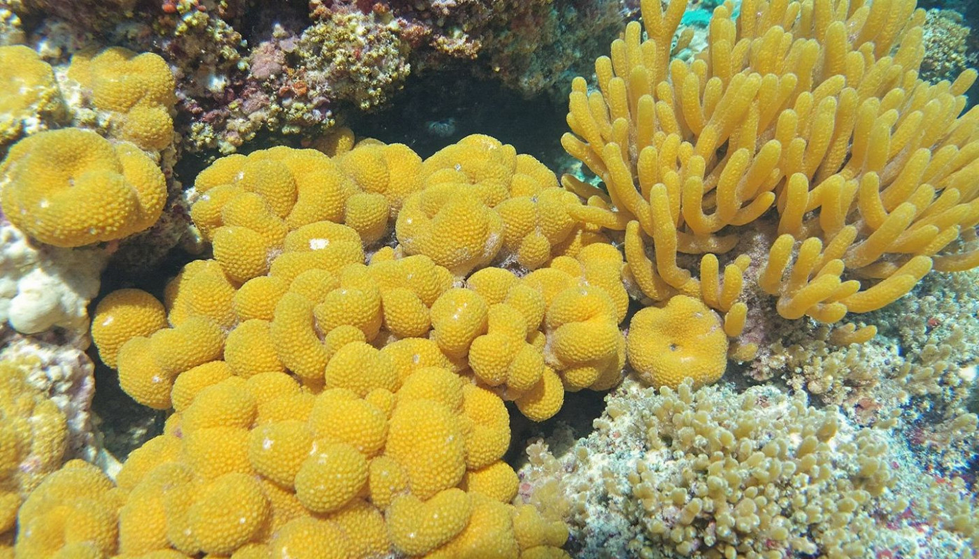 International - Impact du changement climatique sur la biodiversité marine analyse et solutions